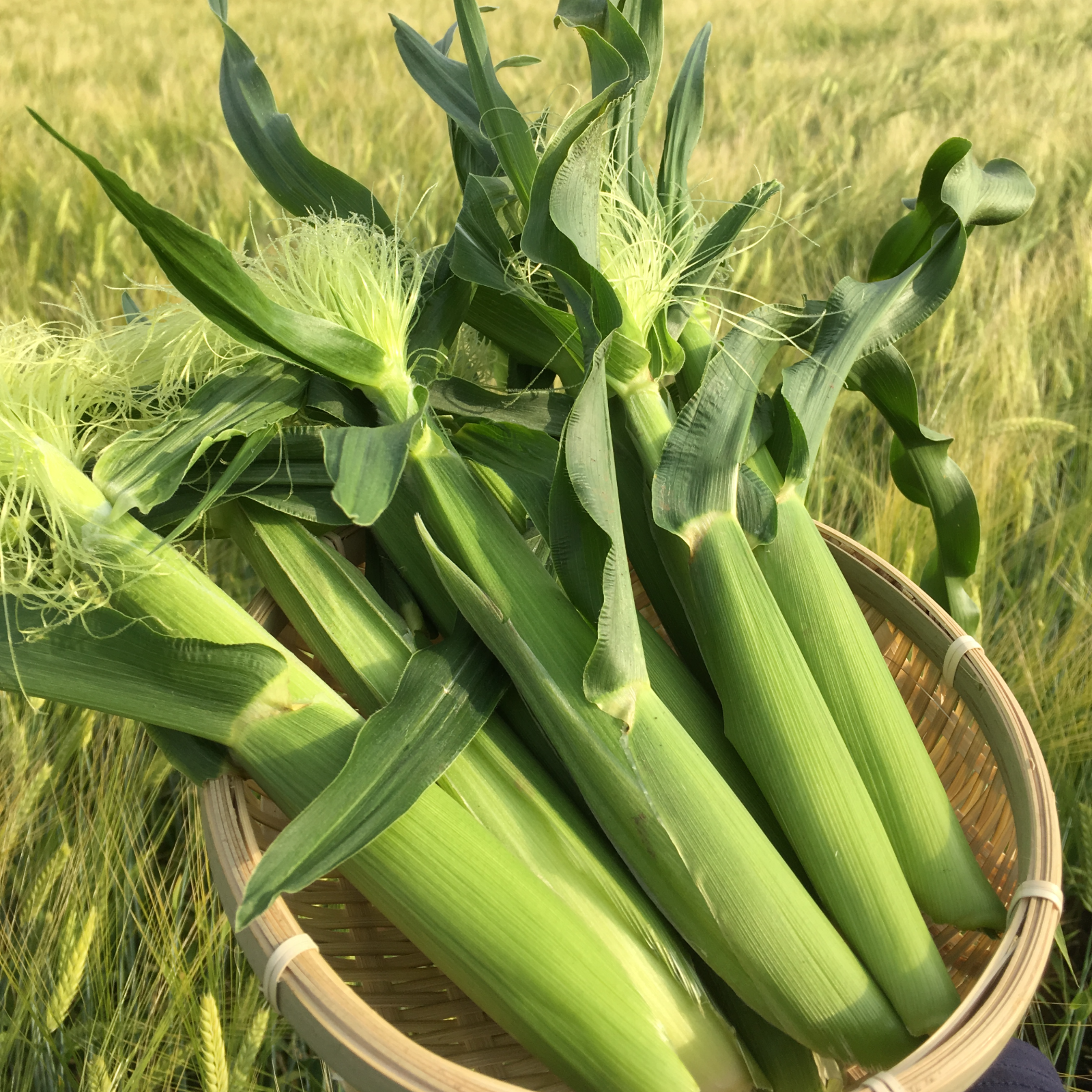 朝採り新鮮】北海道産 ヤングコーン 30本 ｜ 野菜/とうもろこし 産直