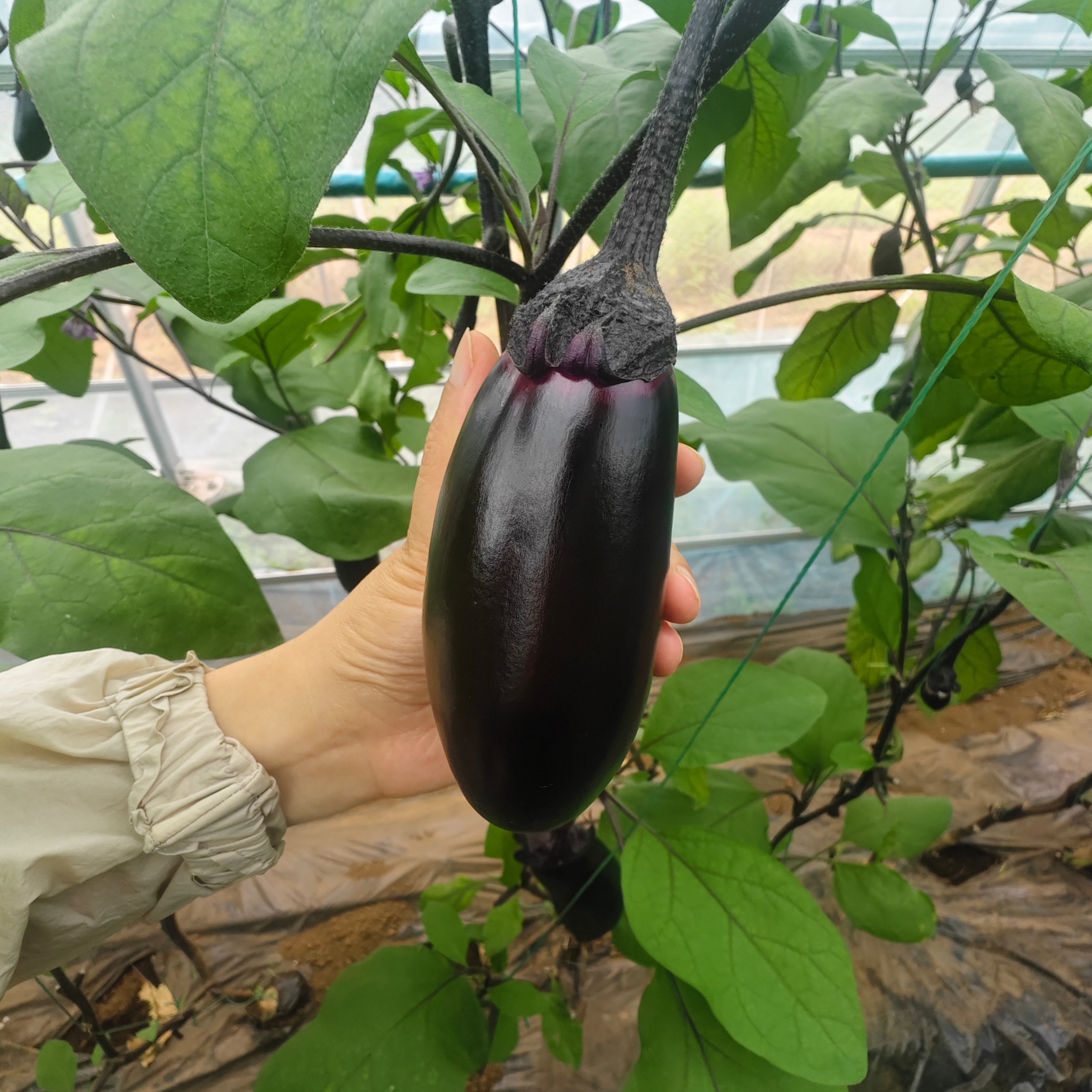 農園直送】採れたて旬の野菜セット（10～13品）｜人気の野菜詰め合わせ