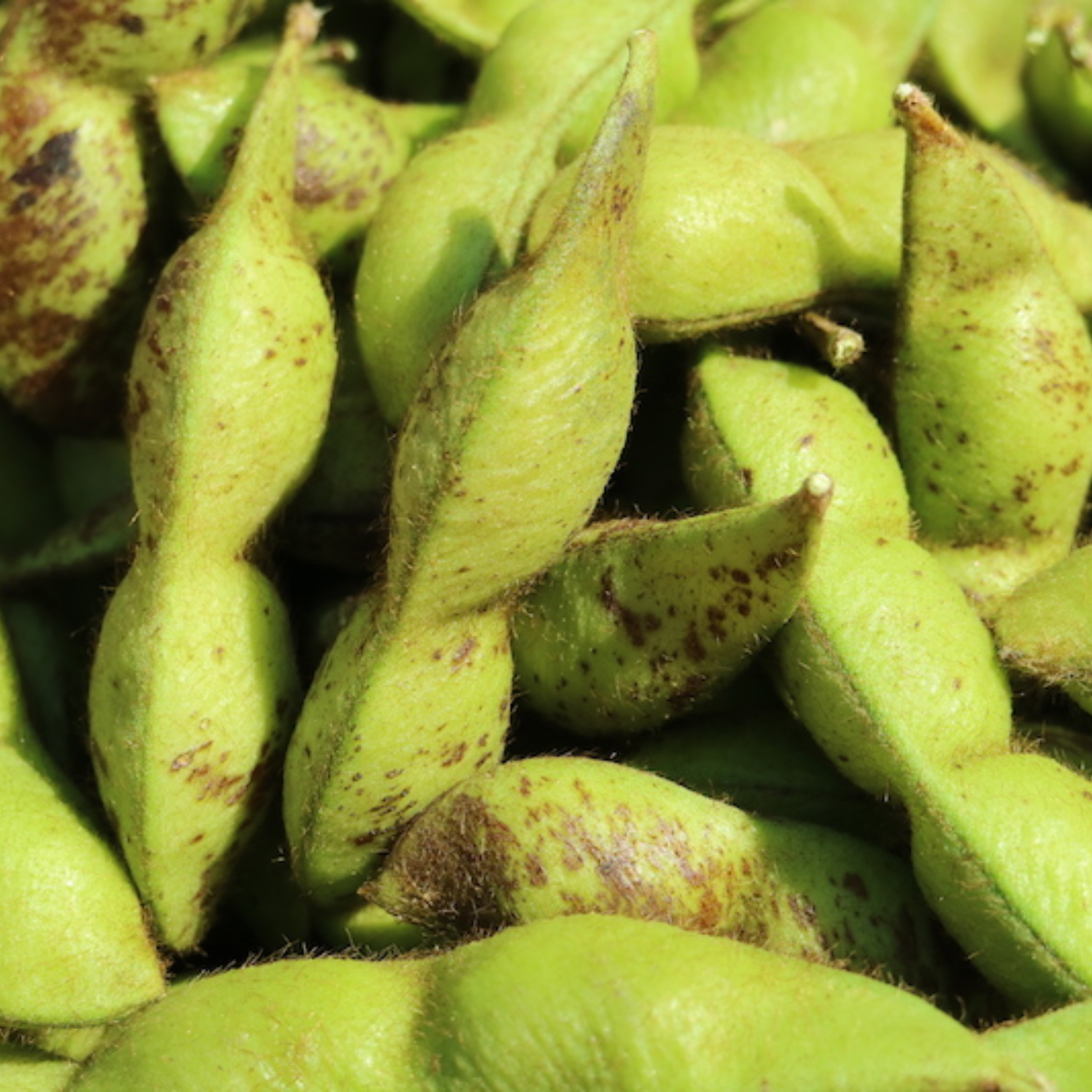 丹波黒枝豆 さや500g入 3袋 本場！丹波篠山市産枝豆 | 野菜/豆類