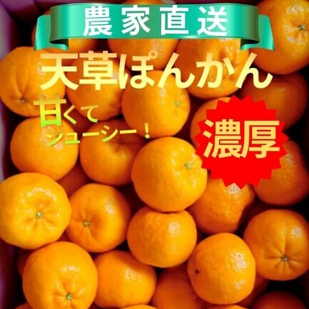 ぽんかん ポンカン 箱込み約20kg ｓ以下サイズ 家庭用 熊本 天草 みかん ポンカン 家庭用 箱込20kg ｜ 果物/オレンジ・その他みかん 産直アウル