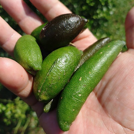 フィンガーライム　お問い合わせ　柑橘　レモン　ライム