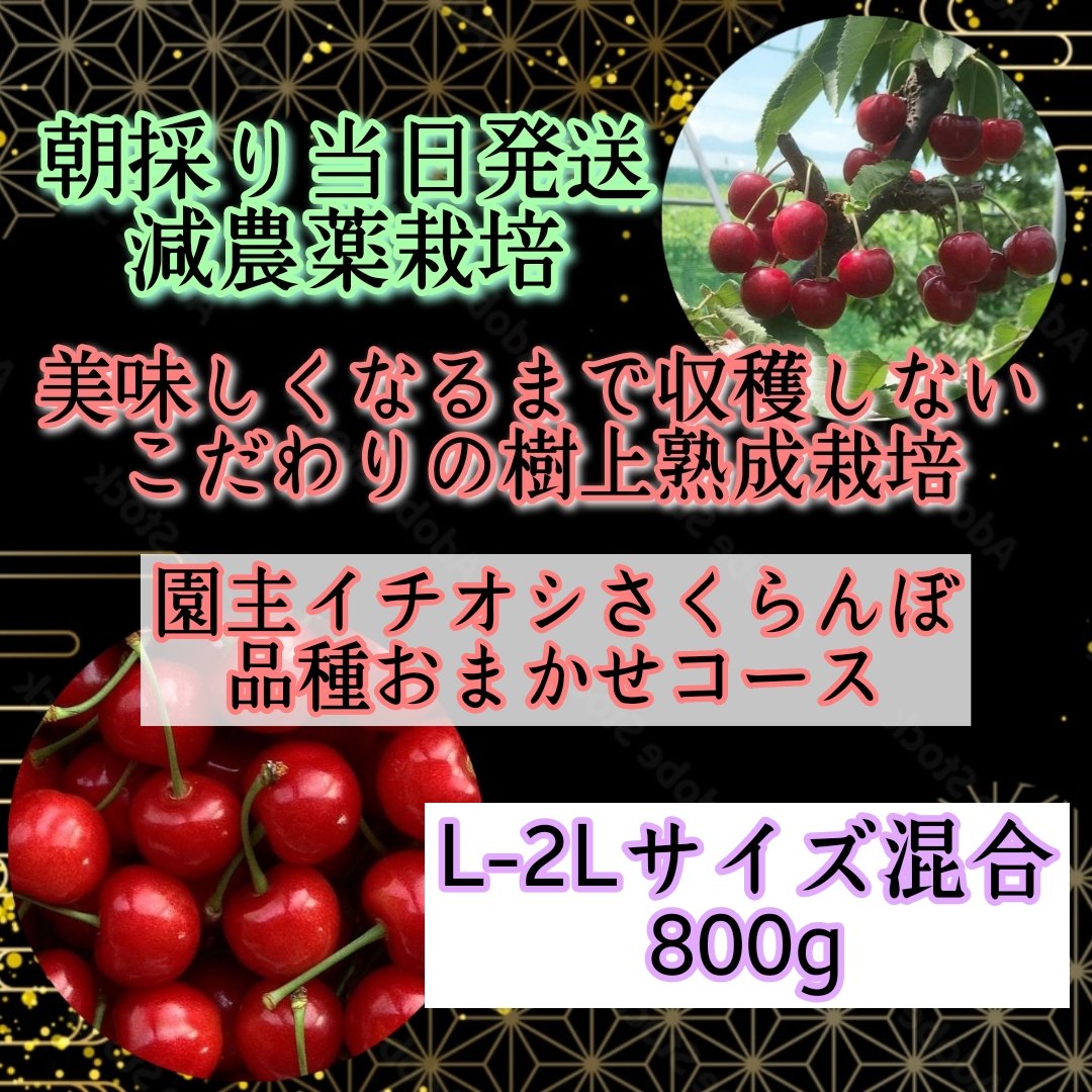 朝採り当日発送 こだわりの樹上熟成栽培さくらんぼ 《園主イチオシ