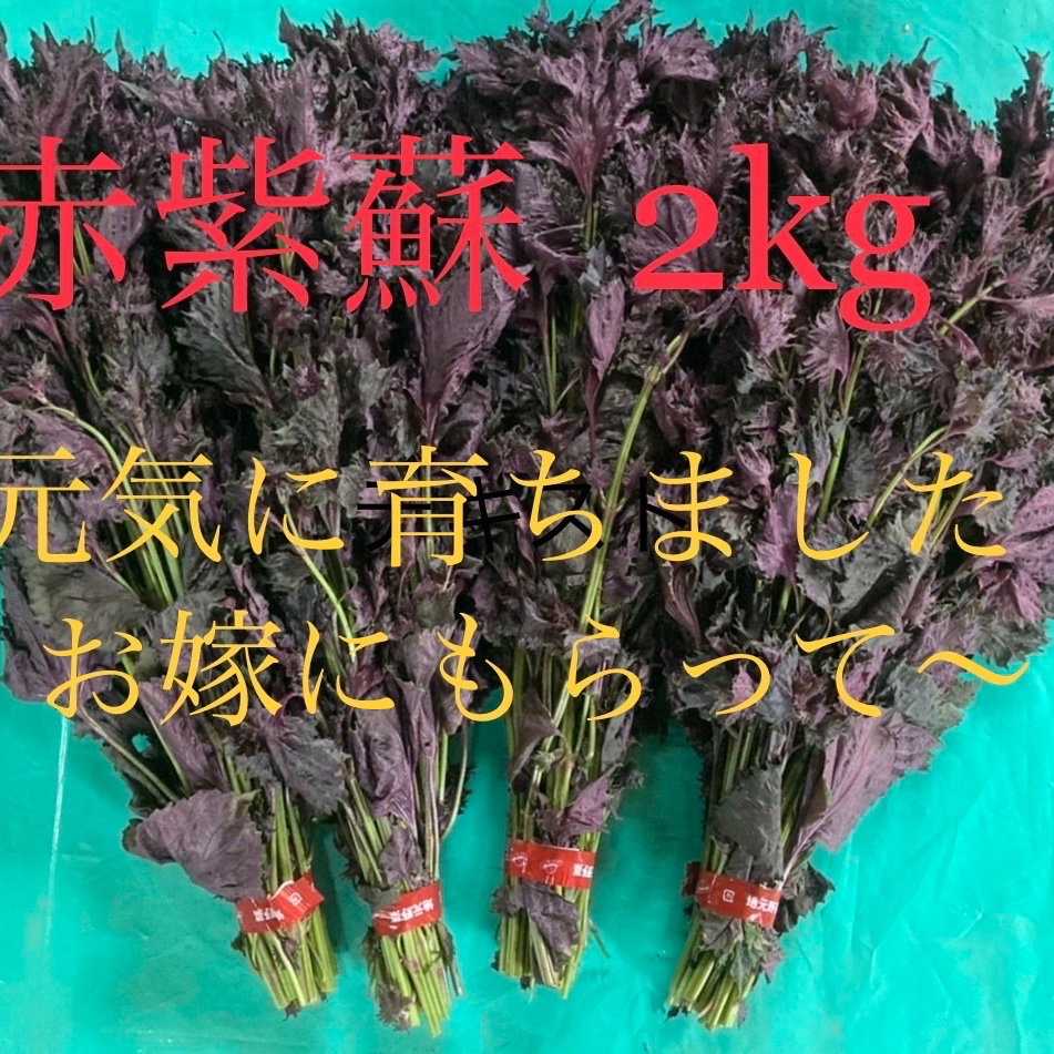 農薬不使用栽培　ちりめん赤紫蘇葉っぱ4キロ 農薬不使用栽培 ちりめん赤紫蘇葉っぱ4キロ 農薬不使用栽培 ちりめん赤