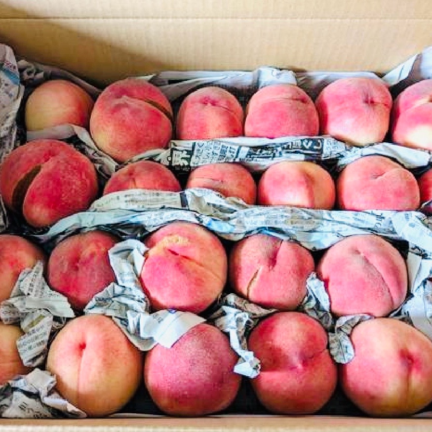 加工用 桃 あかつき 約5kg ｜ 果物/もも 産直アウル 農家・漁師など