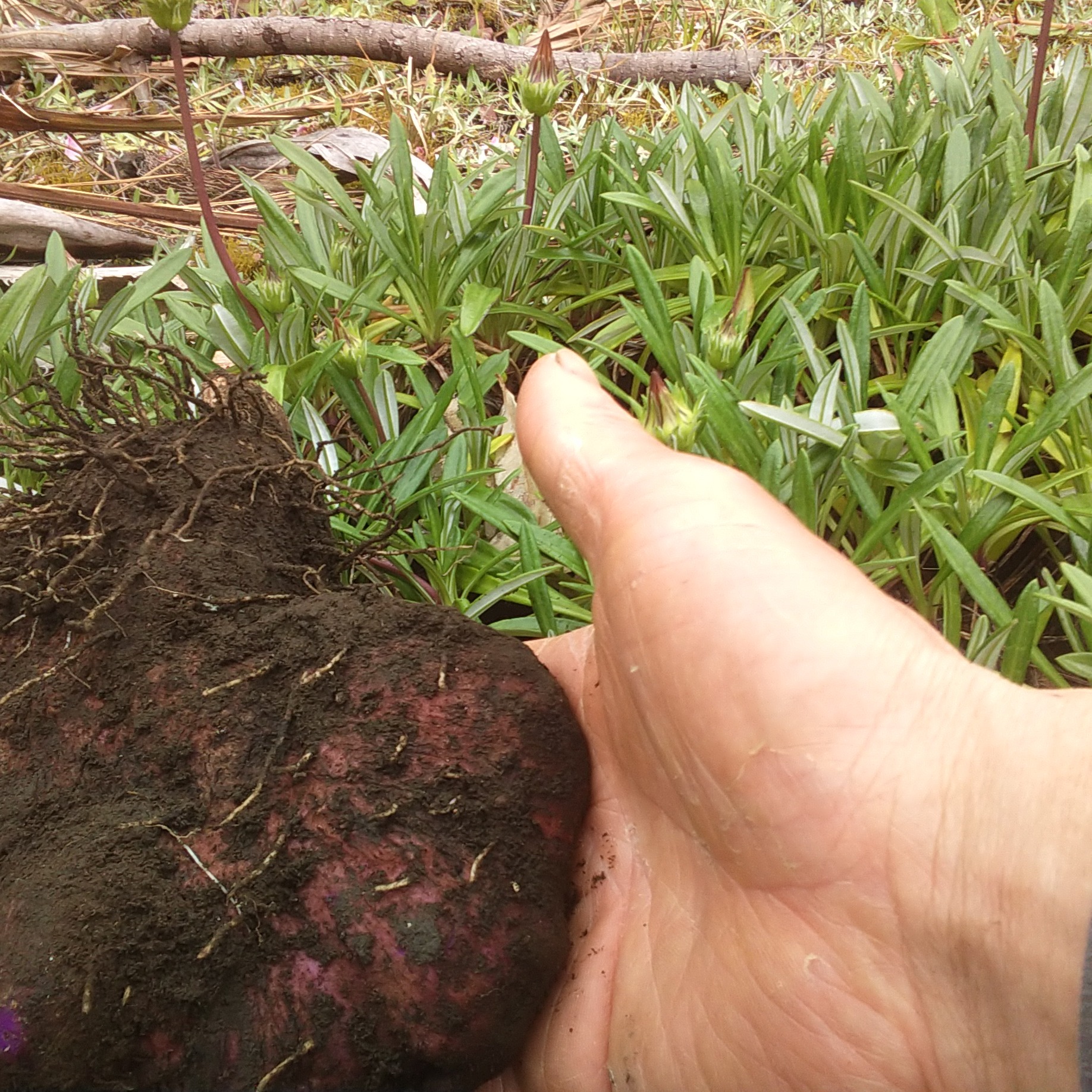 農薬不使用】紫山芋1キロ | 野菜/長いも・山いも 産直アウル 農家から