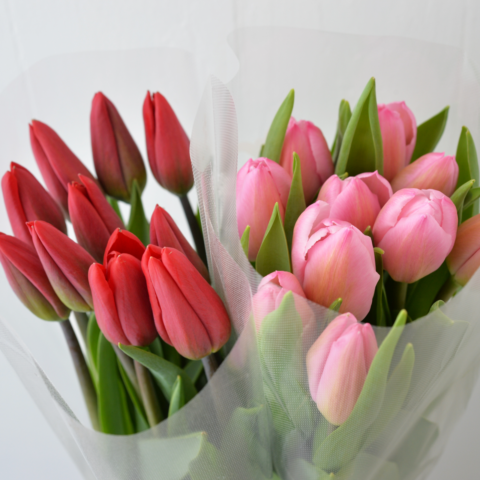 チューリップ☆切り花セット FEB.21