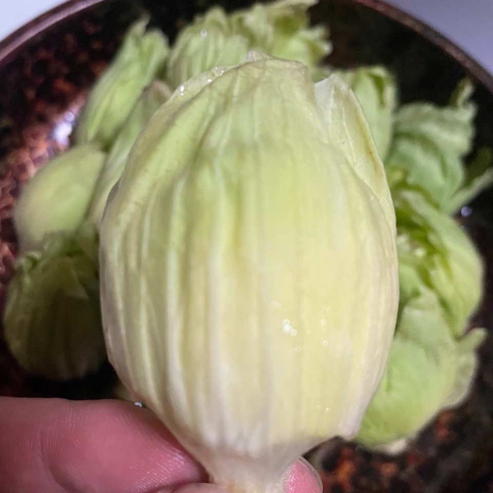 天然の春の味覚】岩手県産ふきのとう – 自然の恵みを新鮮直送 ｜ 野菜