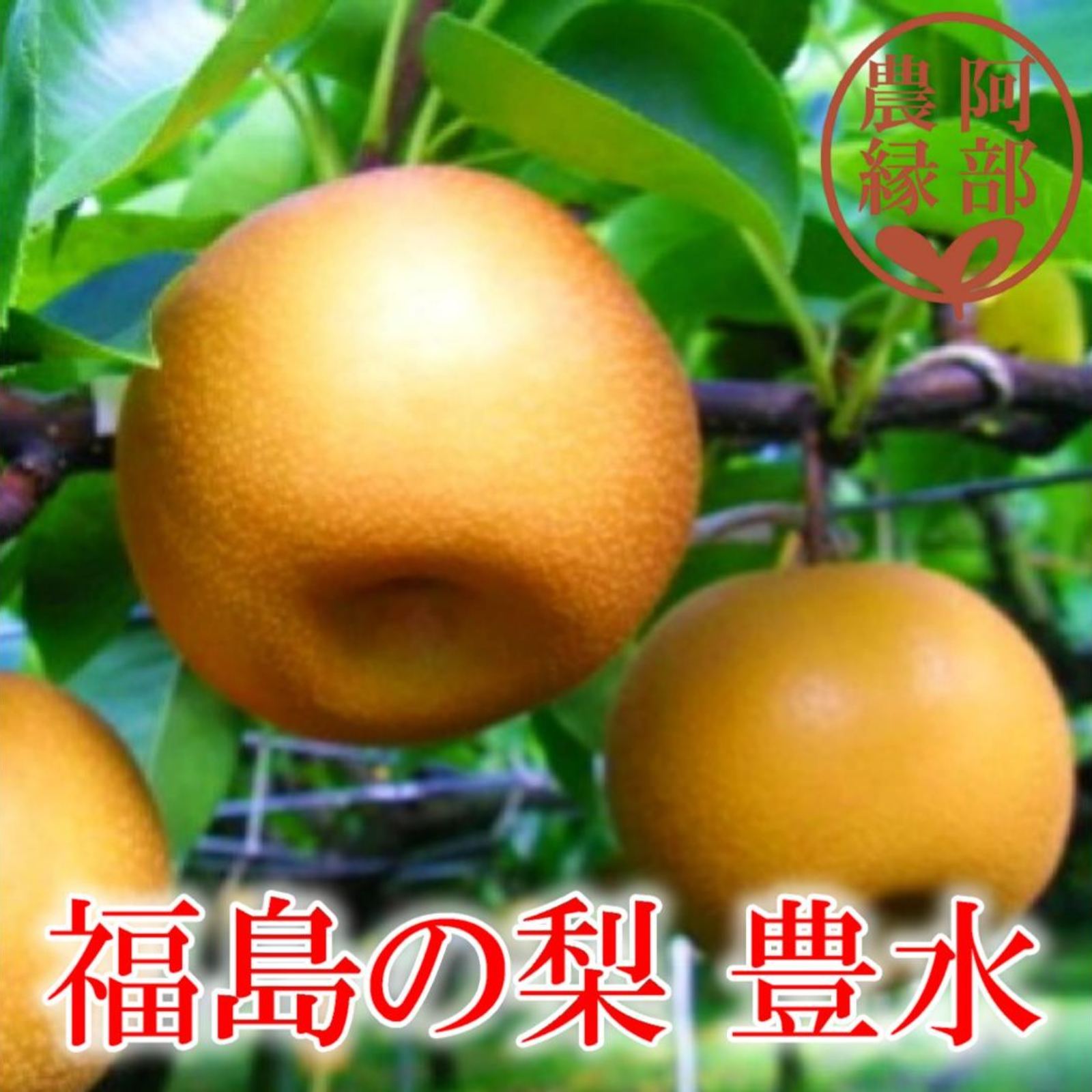 和梨の予約】福島の完熟梨 豊水5kg（11～15玉） ギフト・贈答用に 9