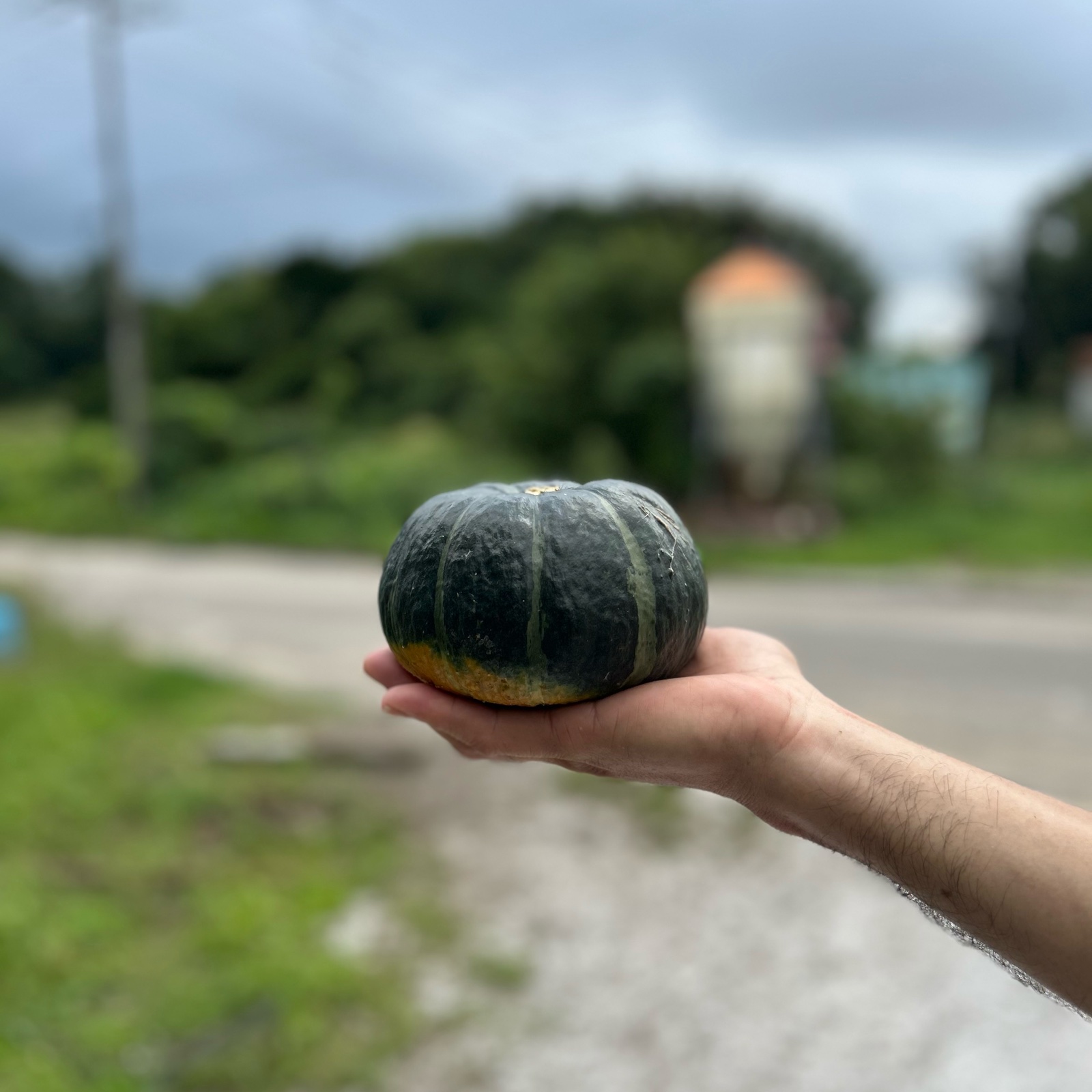 北海道産坊ちゃんかぼちゃ11玉 ｜ 野菜/かぼちゃ 産直アウル 農家