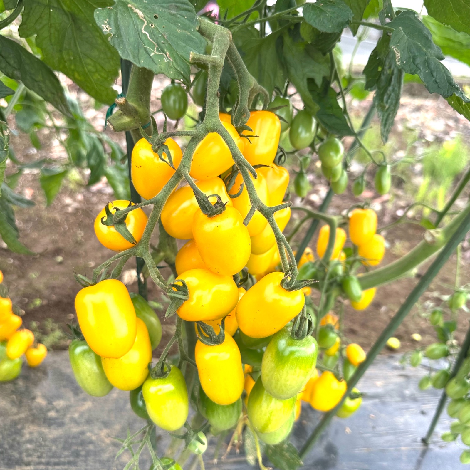 送料込み】ミニトマト(カラフルミックス) ｜ 野菜/トマト 産直アウル