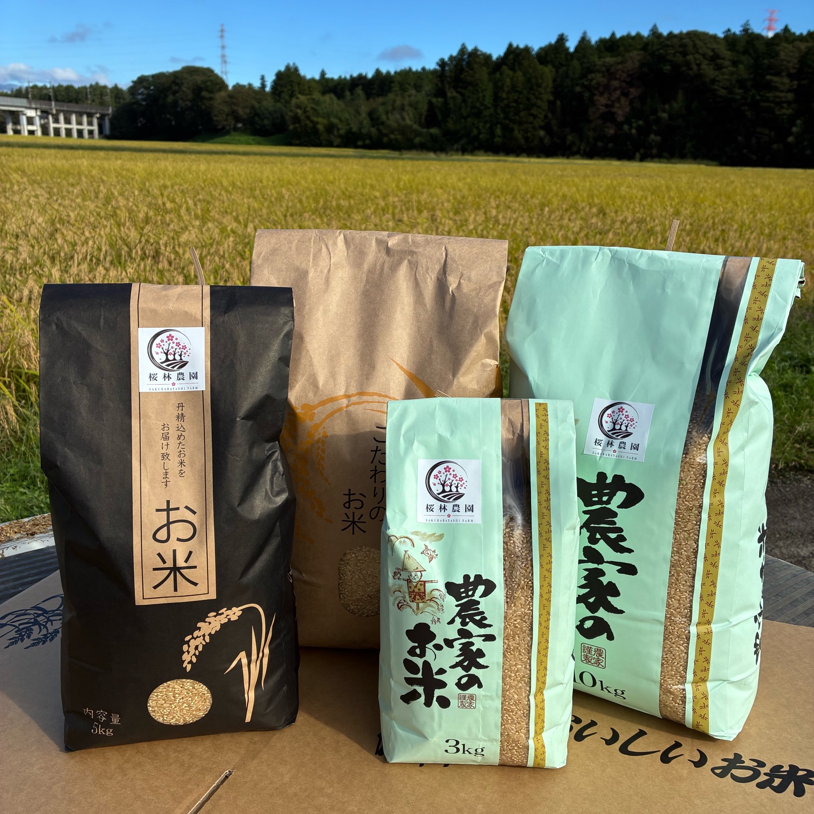 令和8年産 新米】栃木県大田原市産 コシヒカリ 玄米5kg｜桜林農園