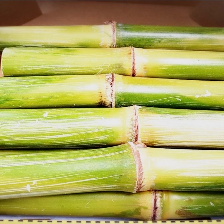 沖縄県産サトウキビ 5kg(50cm前後×30本前後) ｜ 野菜/その他野菜 産直