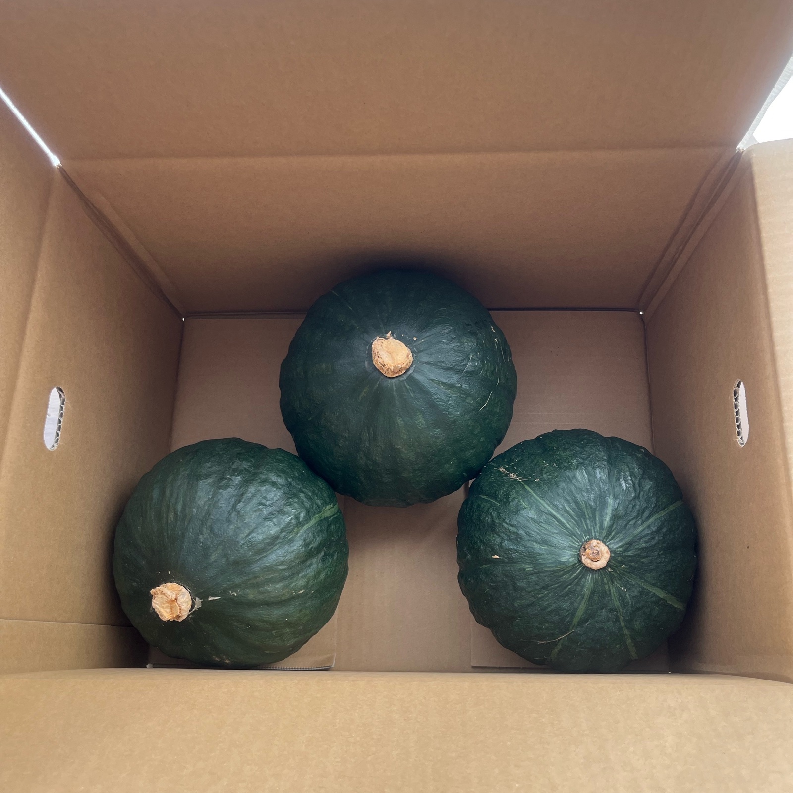 九重栗かぼちゃ ｜ 野菜/かぼちゃ 産直アウル 農家・漁師など生産者 