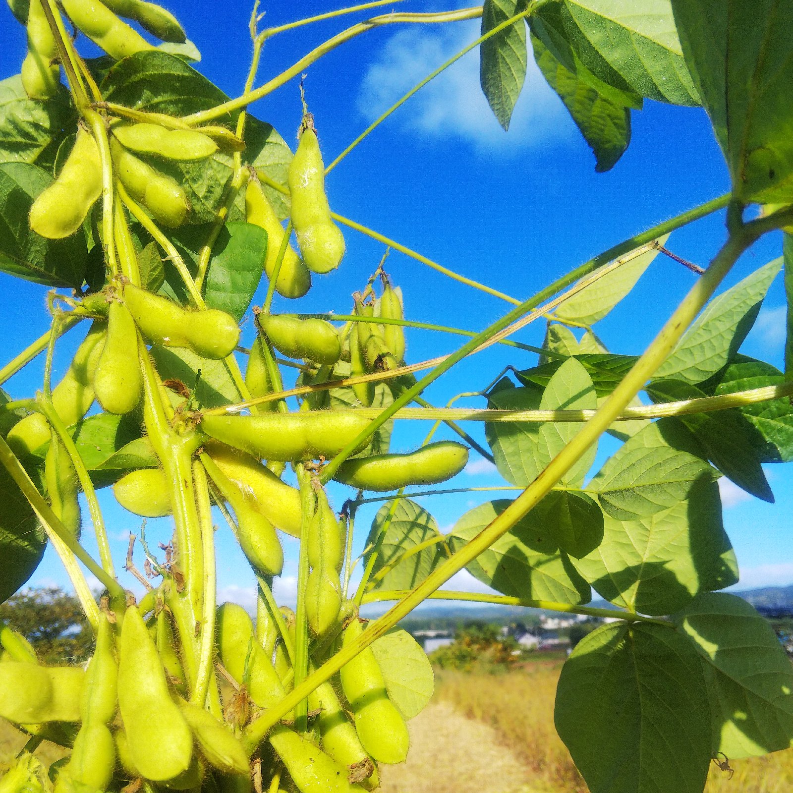 やさしい風の肥料・農薬不使用自然栽培 黒千石大豆1kg ｜ 野菜/豆類