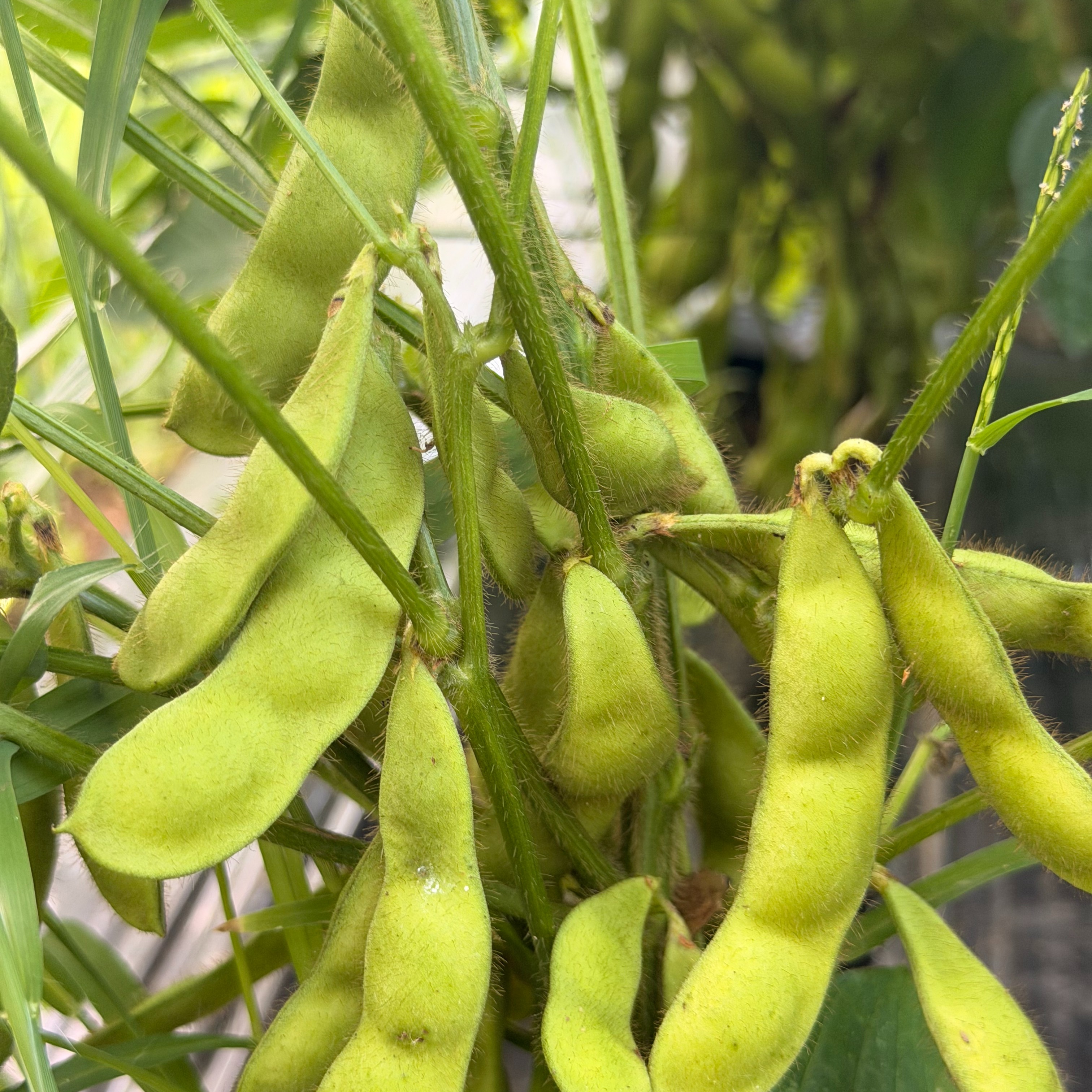 枝付きだから格別！超極甘えだまめ 農薬・除草剤不使用 （750g