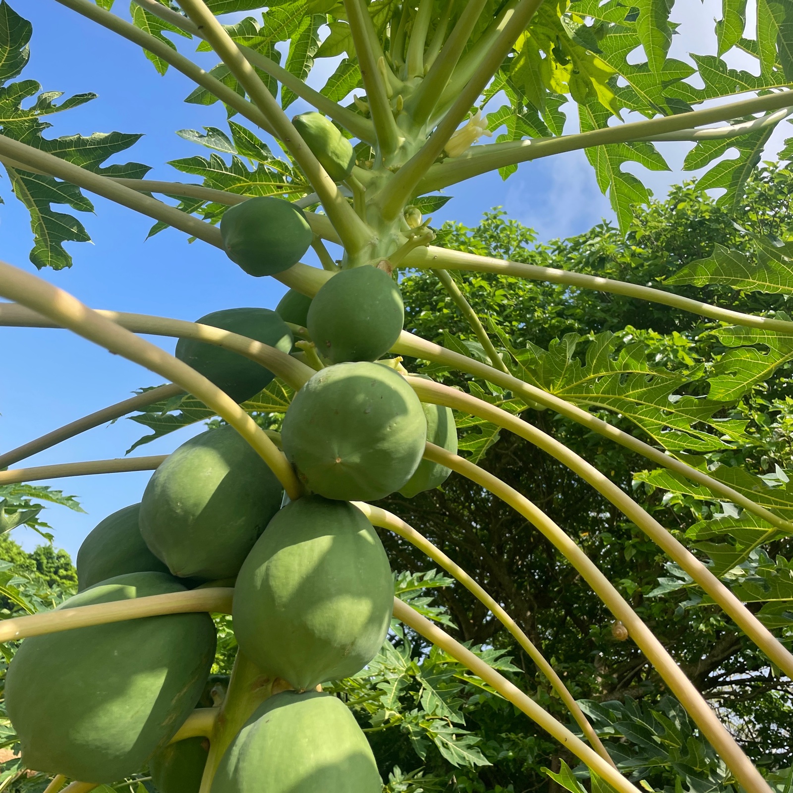 青パパイヤ 沖縄県産 ｜ 野菜/その他野菜 産直アウル 農家・漁師など