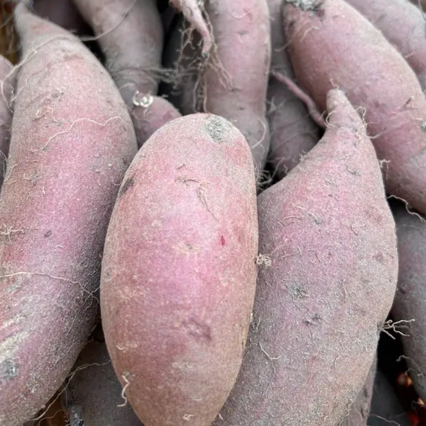 しっとりあま〜い【シルクスイート】5kg | 野菜/さつまいも 産直アウル