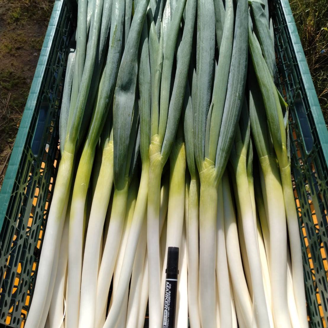 まるど農園の訳ありねぎ 2キロ ｜ 野菜/ねぎ 産直アウル 農家・漁師