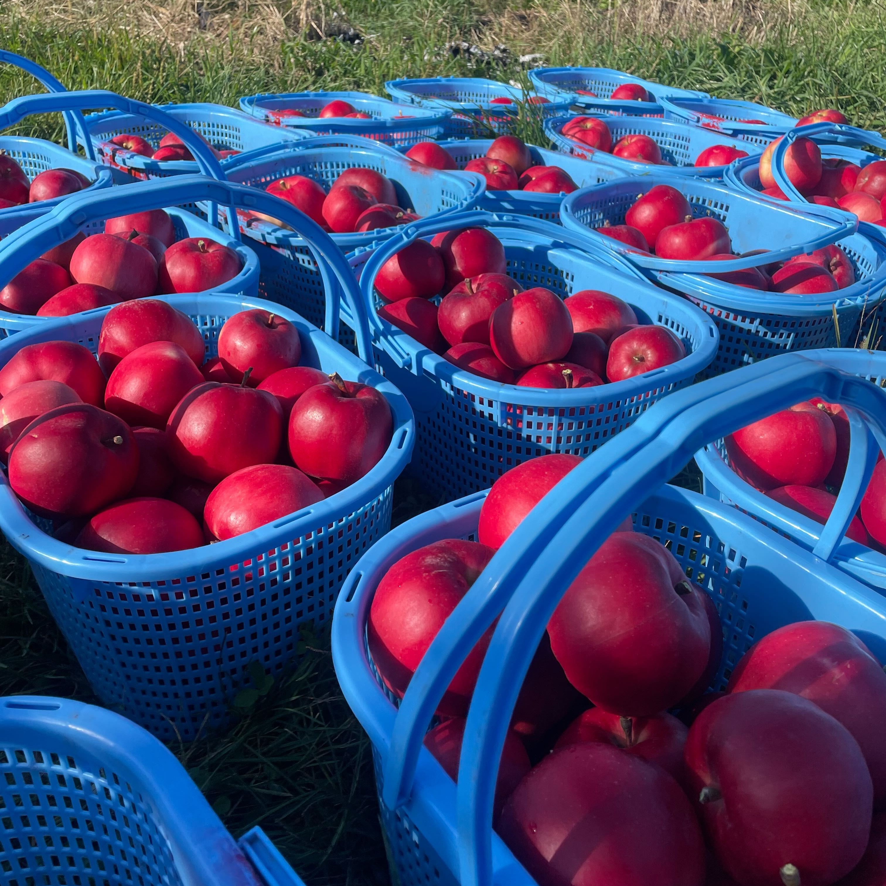 完売】紅の夢 2.3kg（6～12個） | 果物/りんご 産直アウル 農家から