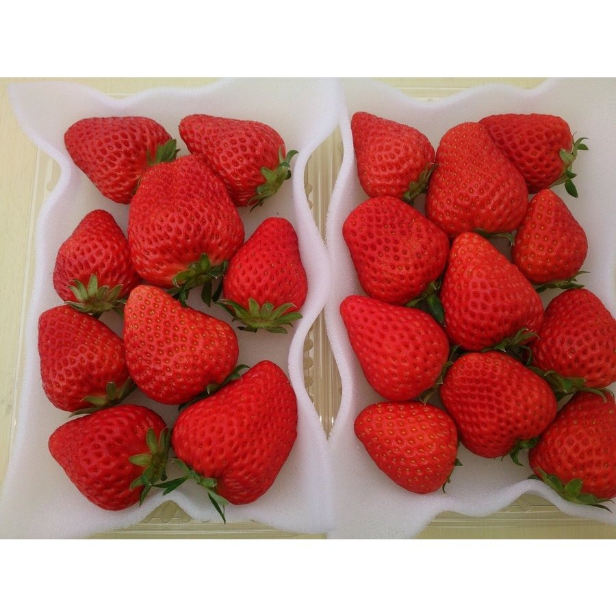 イマン　クラックいちご　2個セット イマン imane クラックいちご 陶器ツールスタンド 2個セット - メルカリ