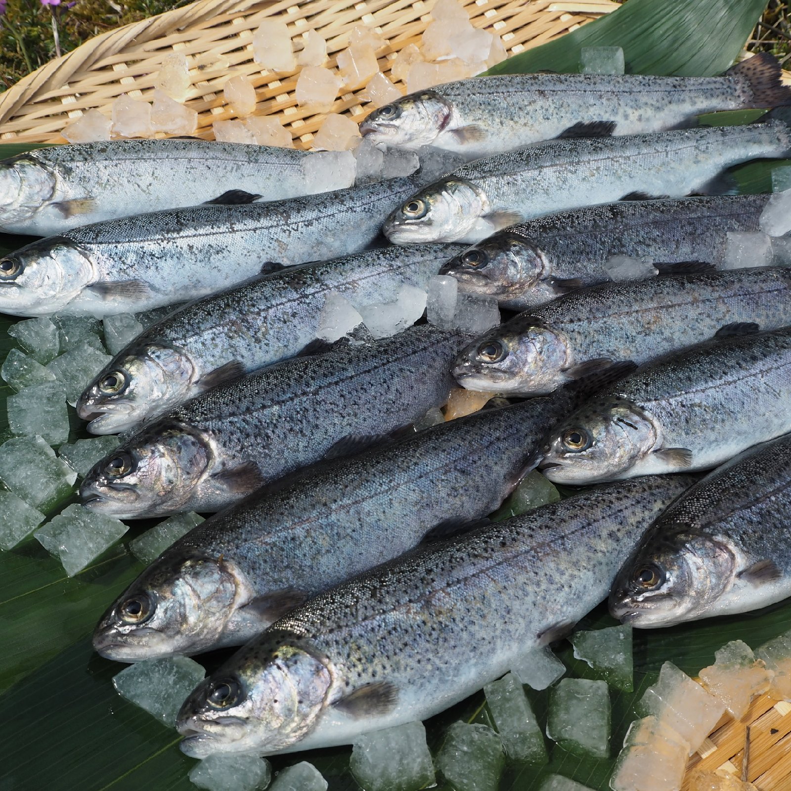 虹鱒 ニジマス 10尾入×4箱セット(40尾) 21cmサイズ 冷凍 ｜ 魚介類/川