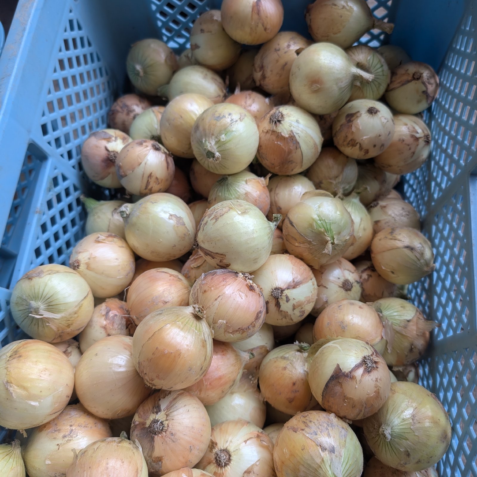 佐賀県白石町産玉ねぎ ｜ 野菜/玉ねぎ 産直アウル 農家・漁師など生産