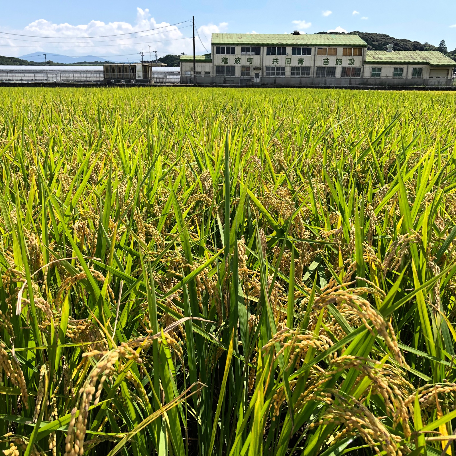 令和5年新米特別栽培福岡県産夢つくし | 米・穀物/米/精米 産直