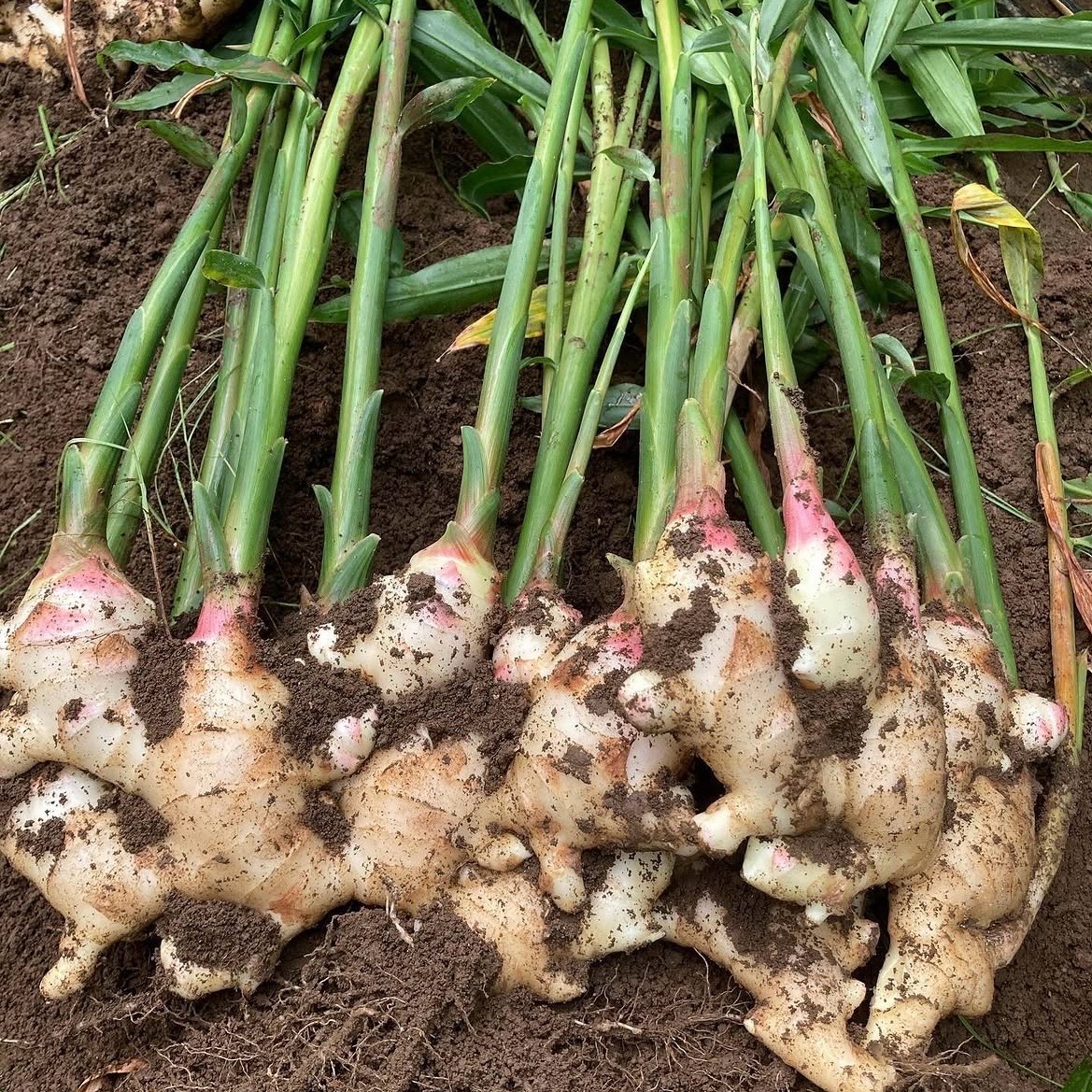 高知県産 朝採れ直送新生姜 8キロ ｜ 野菜/薬味 産直アウル 農家・漁師