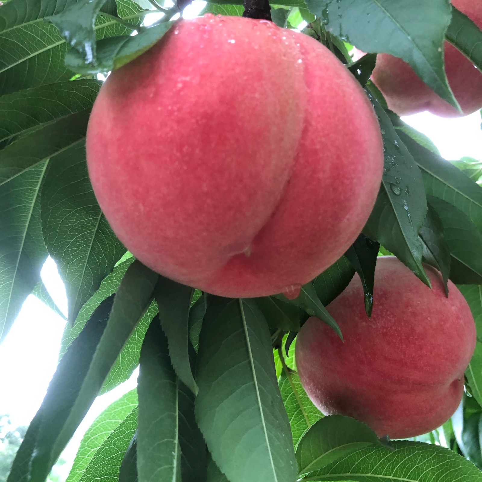 タカハシ果樹園の桃(桃水)約2kg | 果物/もも 産直アウル 農家から直接