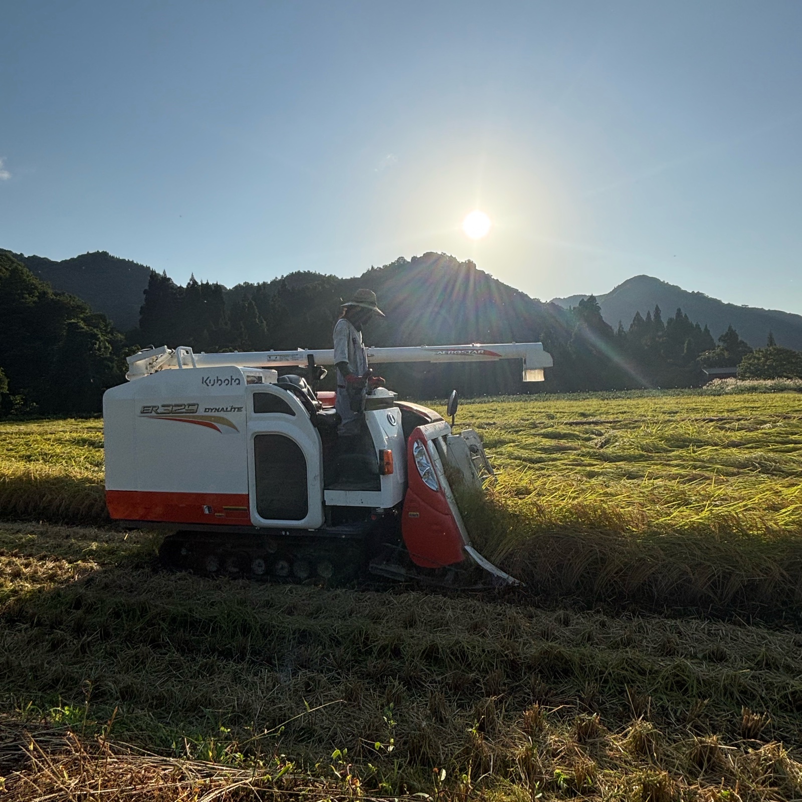魚沼市で作ったお米 10kg 魚沼産コシヒカリ 精米 R7年産 ｜ 米・穀物