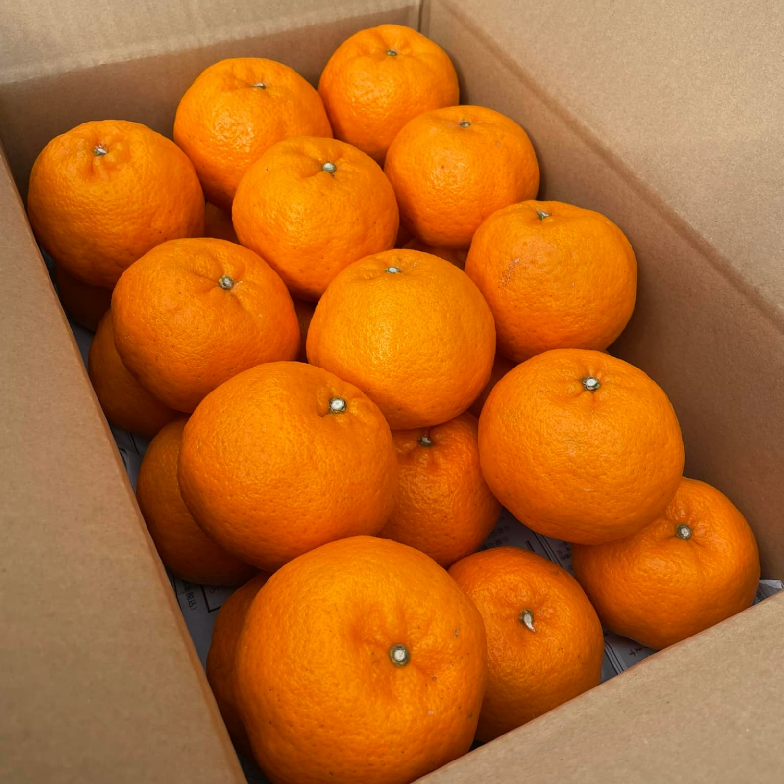 静岡ポンカン（太田ポンカン）限定4箱 2Lサイズ 農家直送 5kg