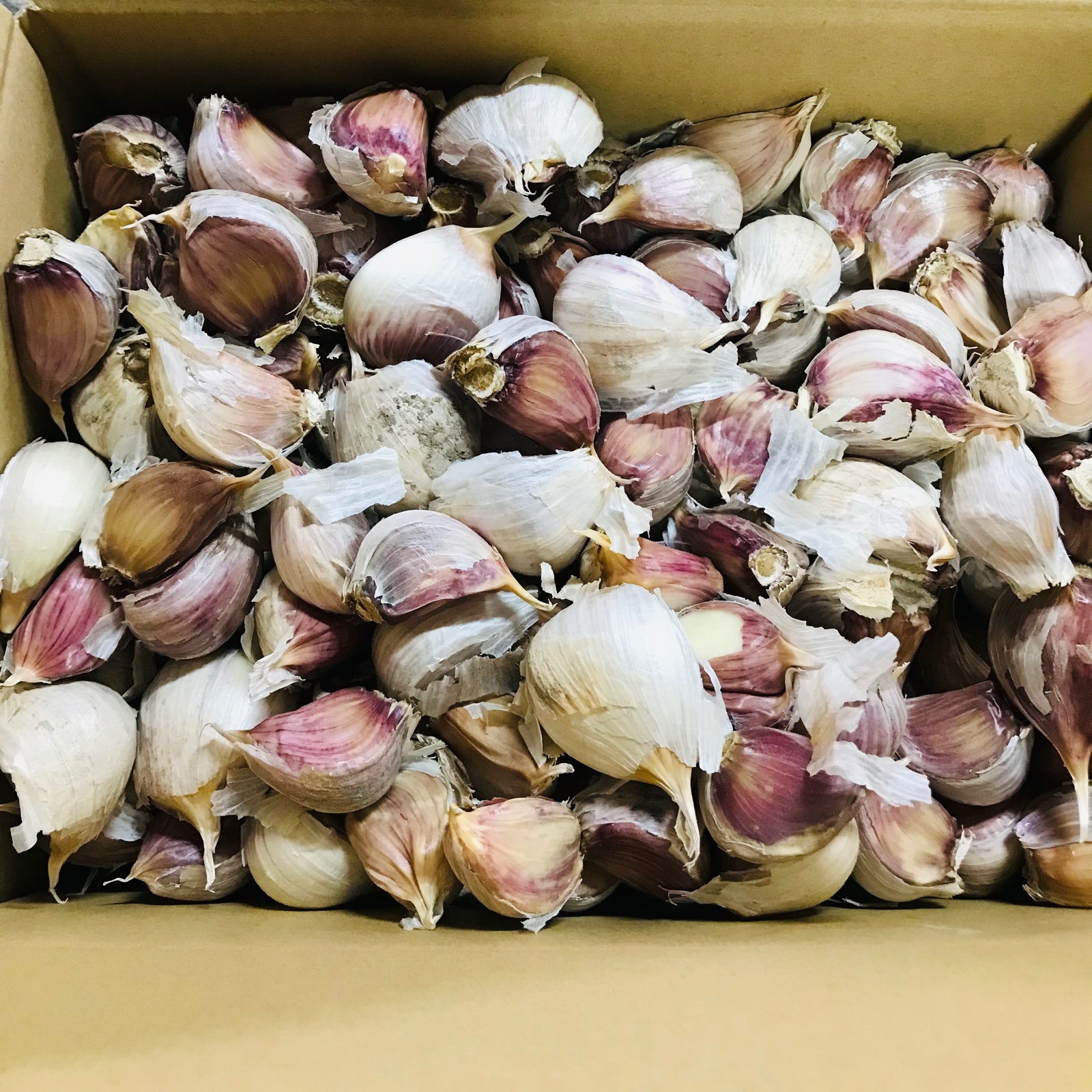 山形県 伝承野菜 最上赤にんにく 700g ｜ 野菜/にんにく 産直アウル