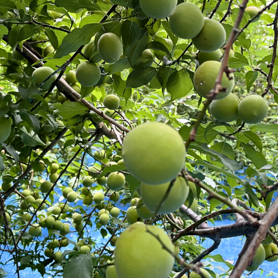 朝もぎ即日発送】本場紀州の青梅 農家直送 ｜ 果物/青梅 産直アウル
