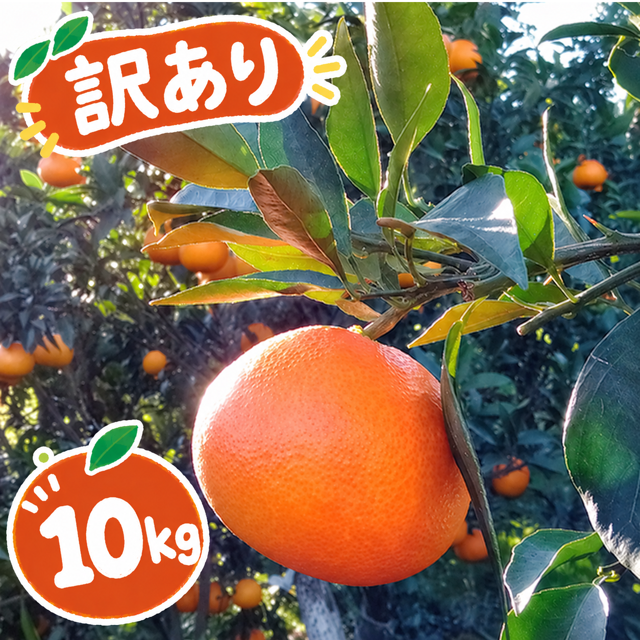 訳あり】まどんな 10kg みんなトリコになる プルプル 新食感 高級柑橘