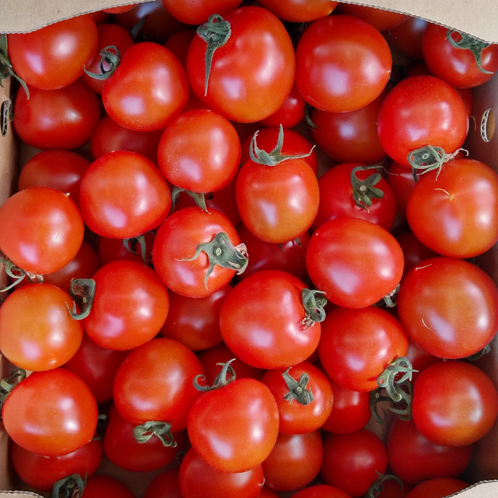 とまと様 三重県産トマト フルーツトマトとまリッチ約4kg (25～45玉) JAみえきた