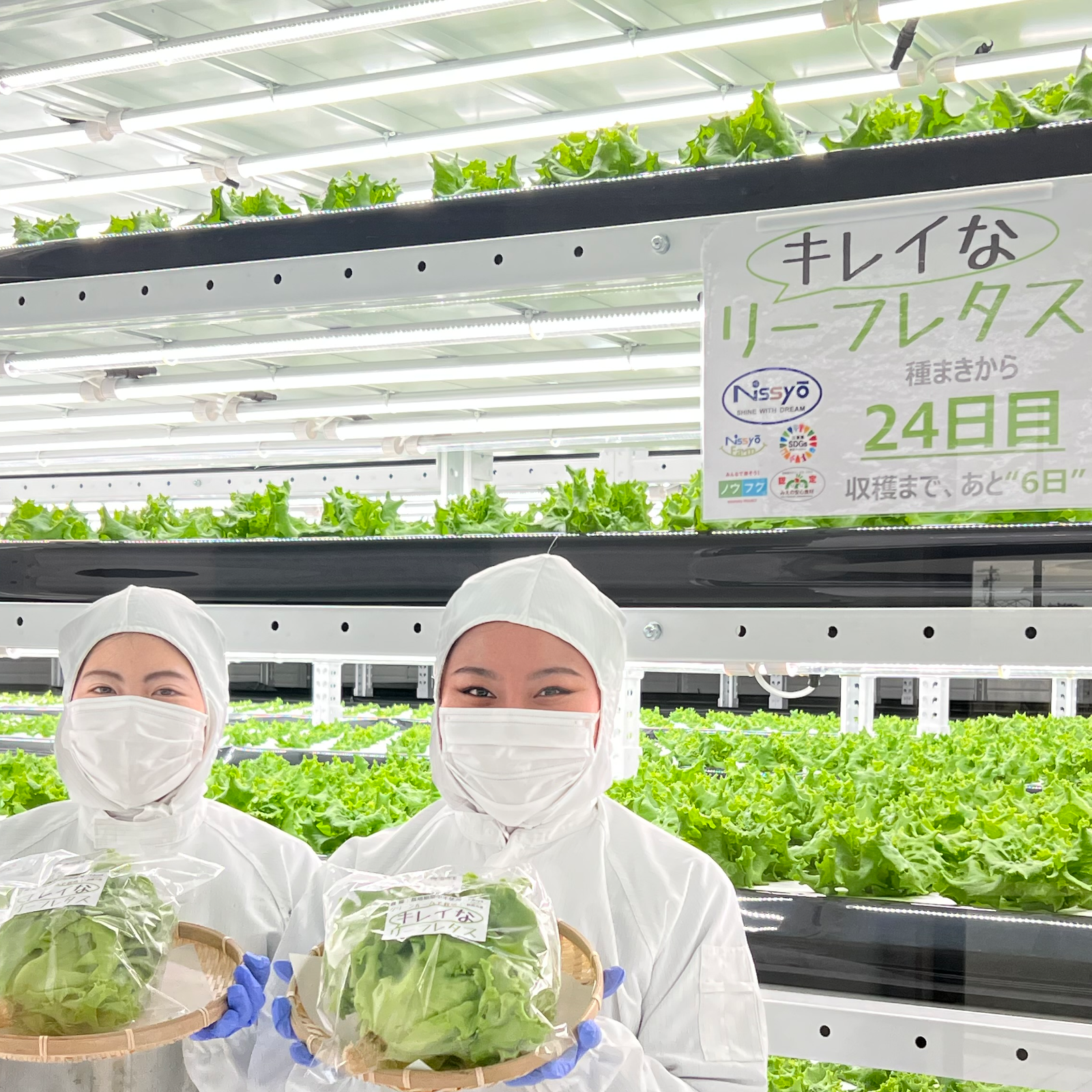 キレイな」リーフレタス【大ぶり10株】 ｜ 野菜/レタス 産直アウル