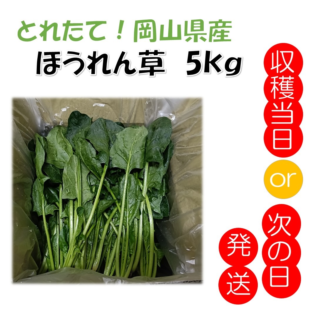 【購入者地域限定】埼玉県産 ほうれん草 FG 包装袋5000枚 購入者地域限定】埼玉県産 ほうれん草 FG 包装袋5000枚 購入者地域