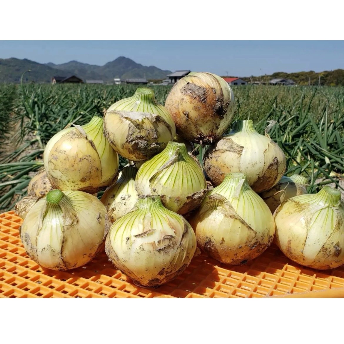 訳あり】淡路島玉ねぎ20キロ ｜ 野菜/玉ねぎ 産直アウル 農家・漁師