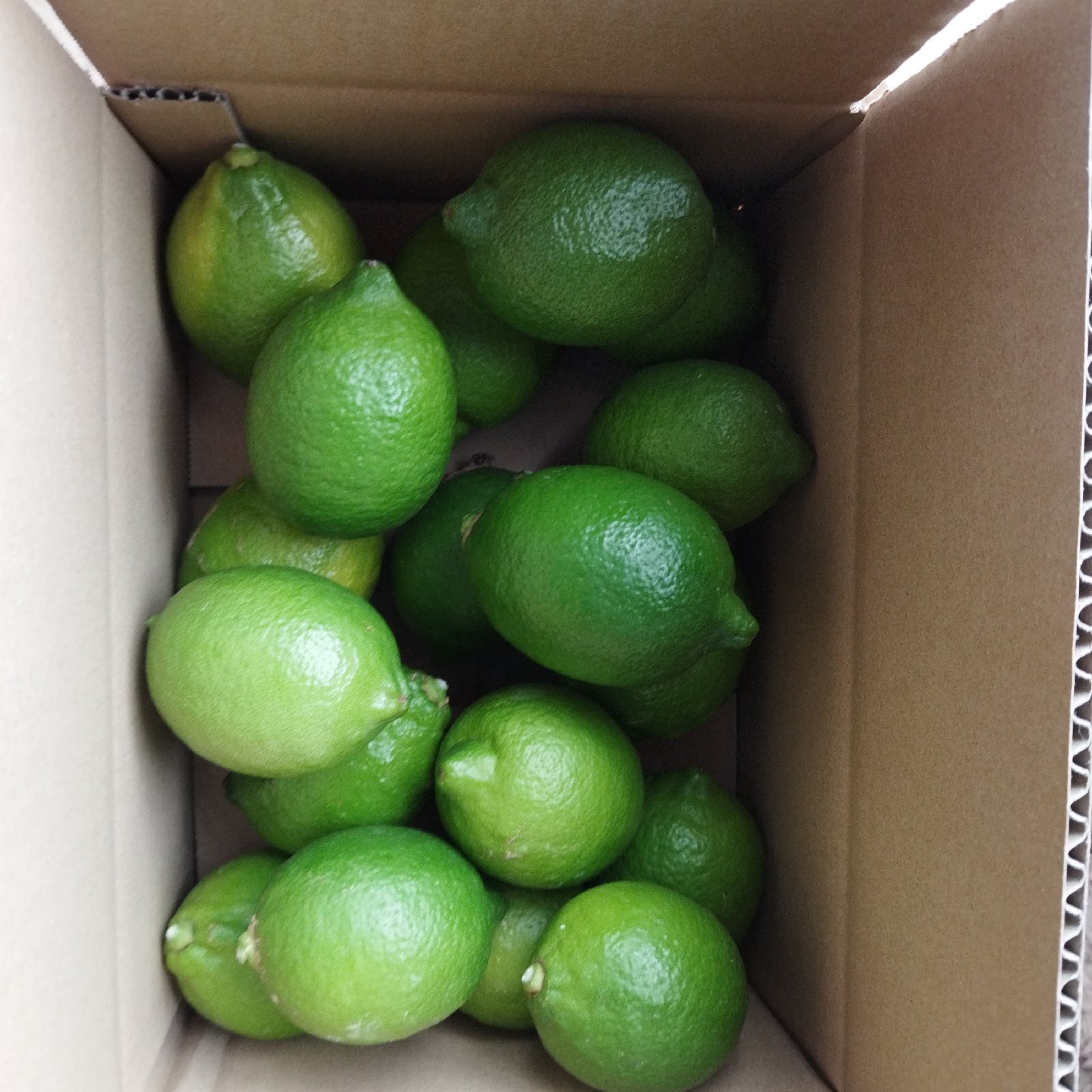 広島県産 瀬戸田レモン A品 5kg ｜ 果物/香酸柑橘(ライム・レモン等 