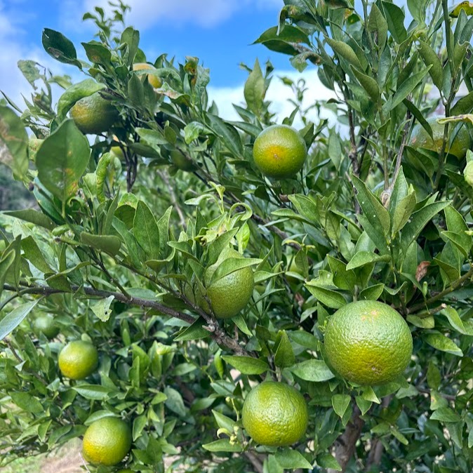確認画面☆鹿児島県産たんかん☆自然栽培・農薬不使用♪ 確認画面☆鹿児島県産たんかん☆自然栽培・農薬不使用♪ 自然栽培の