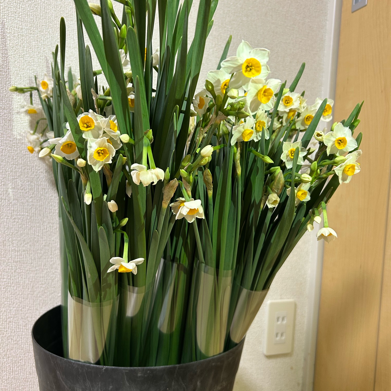 千葉県房総半島産！日本水仙 ｜ 花・植物/花・植物 産直アウル 農家