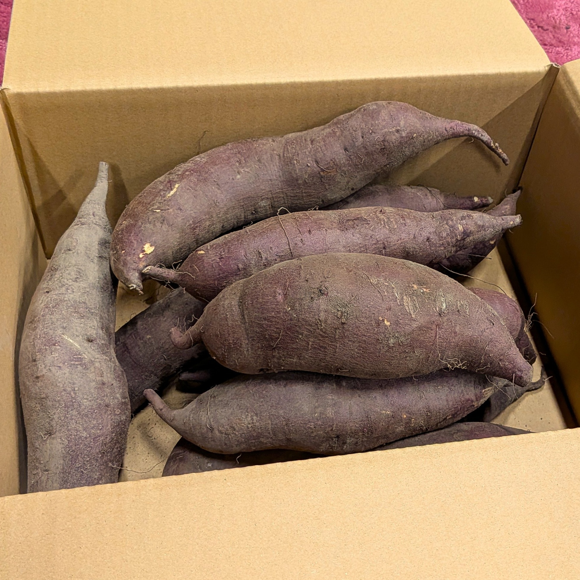 シルクスイート 20kg(箱込) M~L(約200g～500g) 茨城県産 シルクスイート 20kg(箱込) M~L(約200g～500g) 茨城県産 【公式通販】