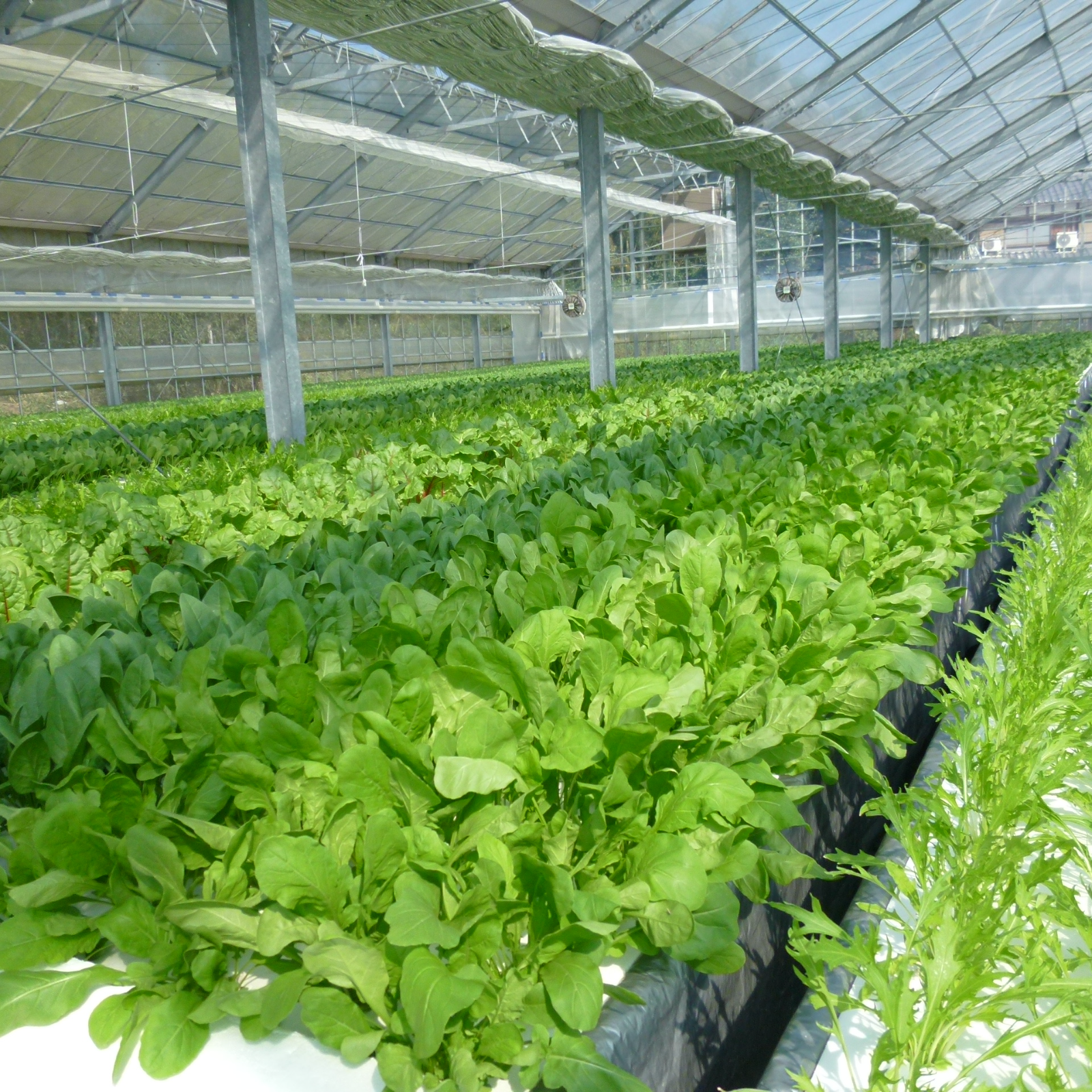 生産者の野菜ソムリエおすすめ！ マノーナファーム旬野菜セット