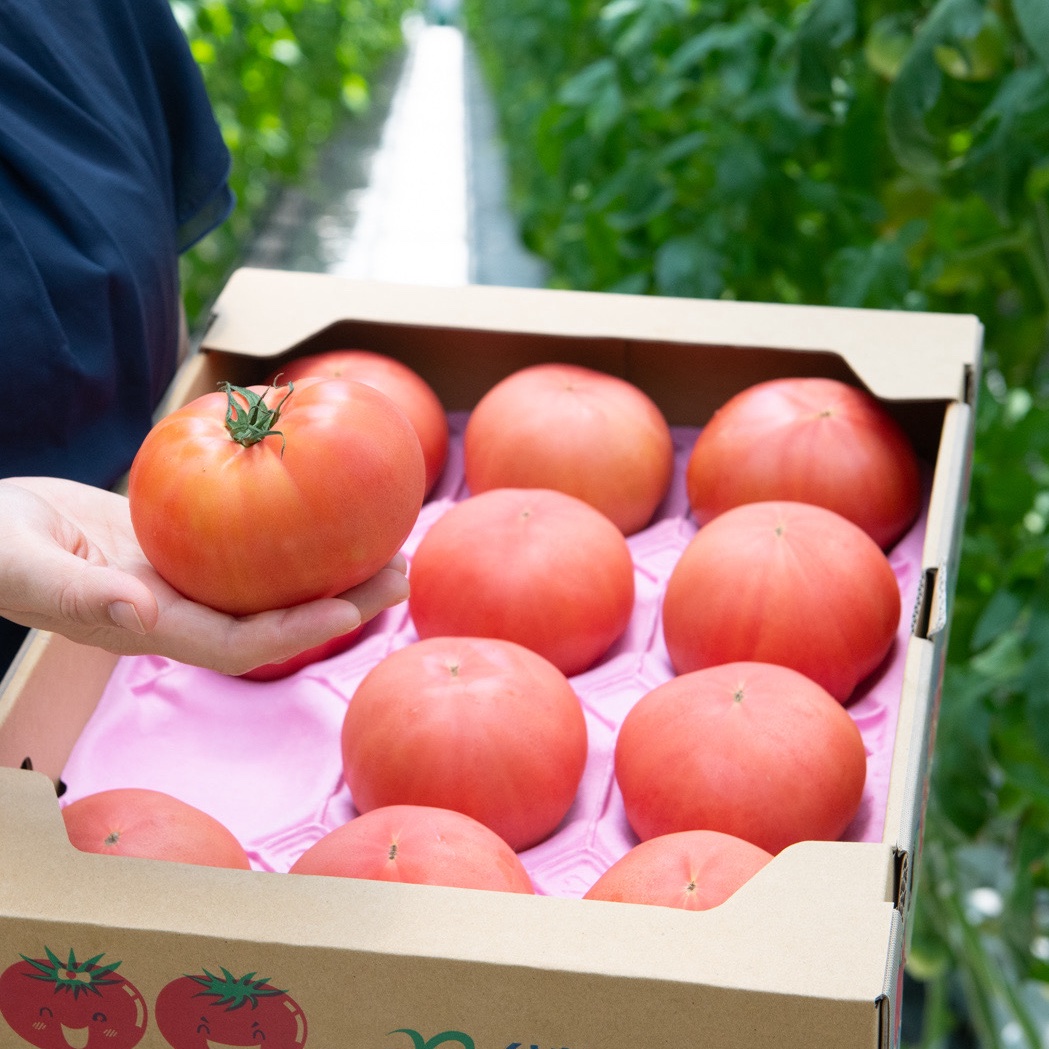 鳥取笑心とまと（鳥取県・倉吉市）｜生産者詳細｜産直アウル