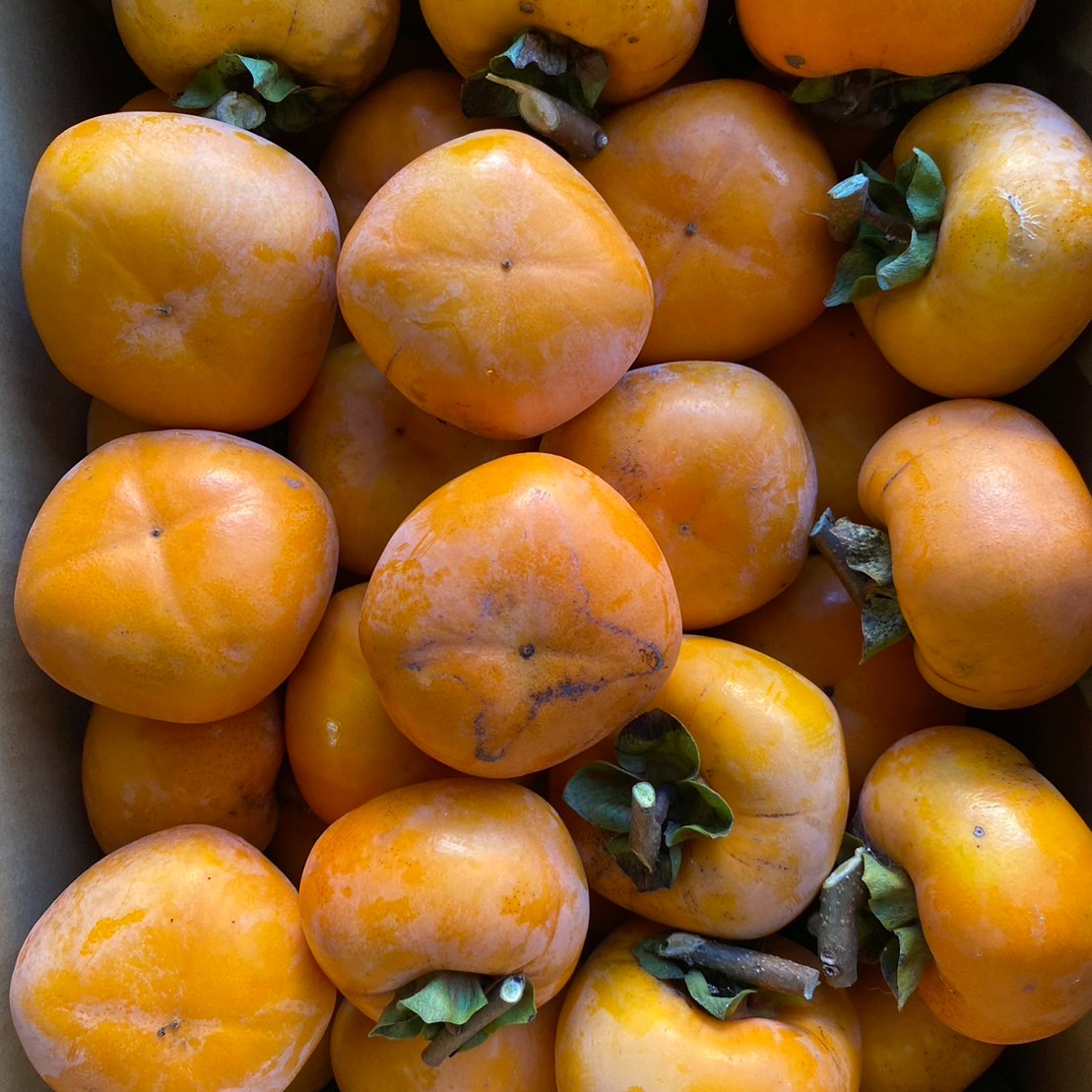 送料500円引】干し柿用の渋柿（ひらたねなし柿） | 果物/柿 産直アウル