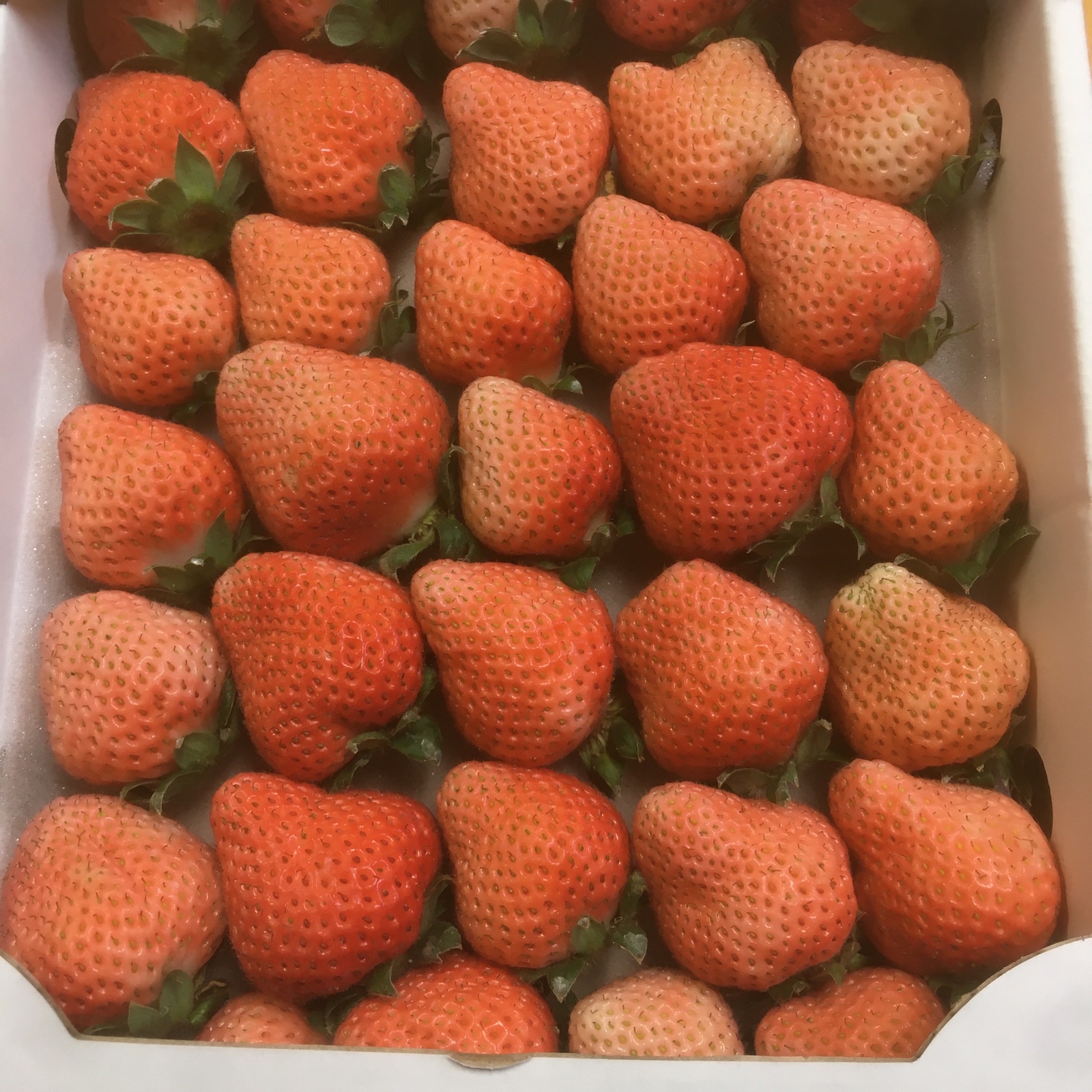 冷凍いちご 桃薫 6kg ｜ 果物/いちご 産直アウル 農家・漁師など生産 