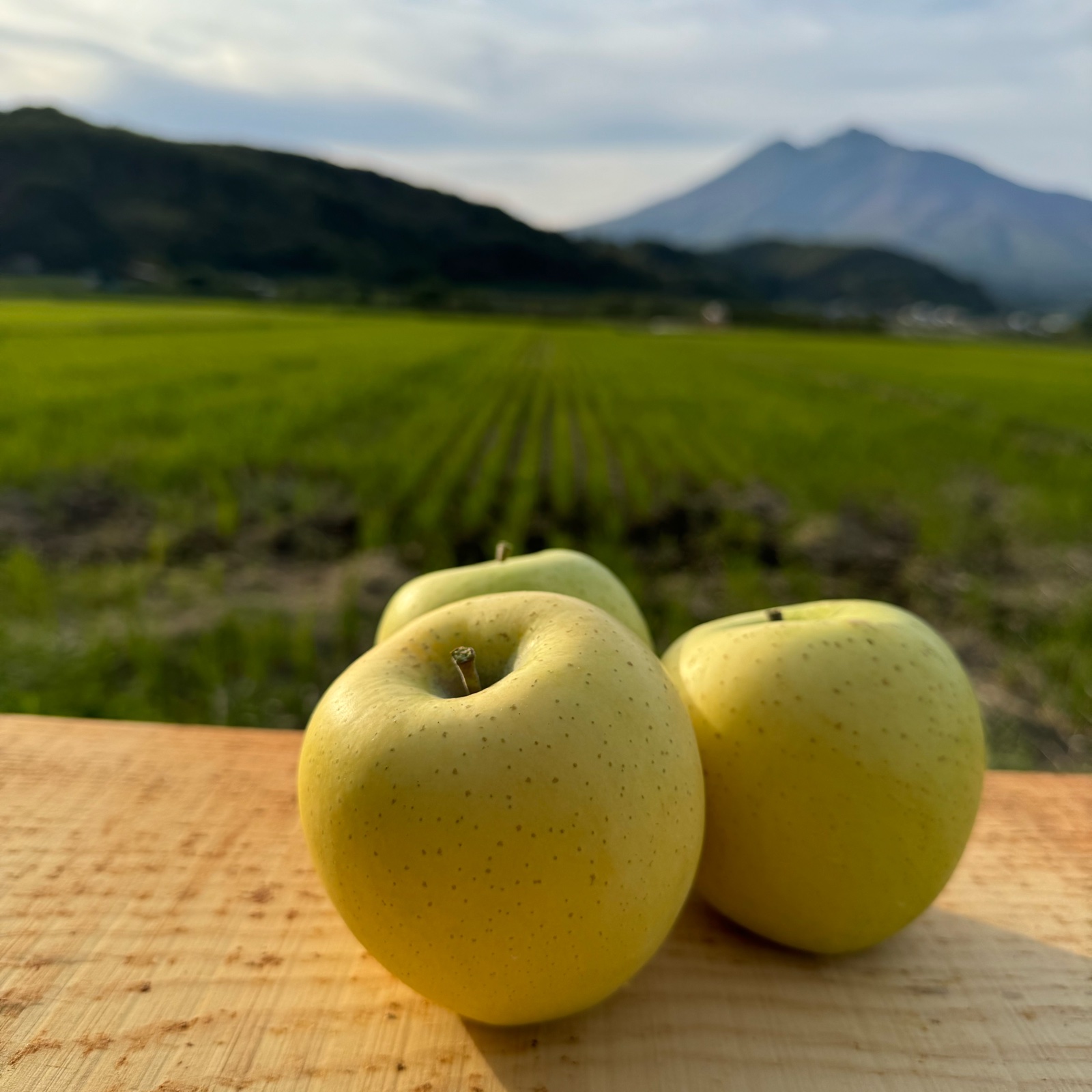 サクッと爽やかコクある味わい] KimuraFarm謹製 シナノゴールド