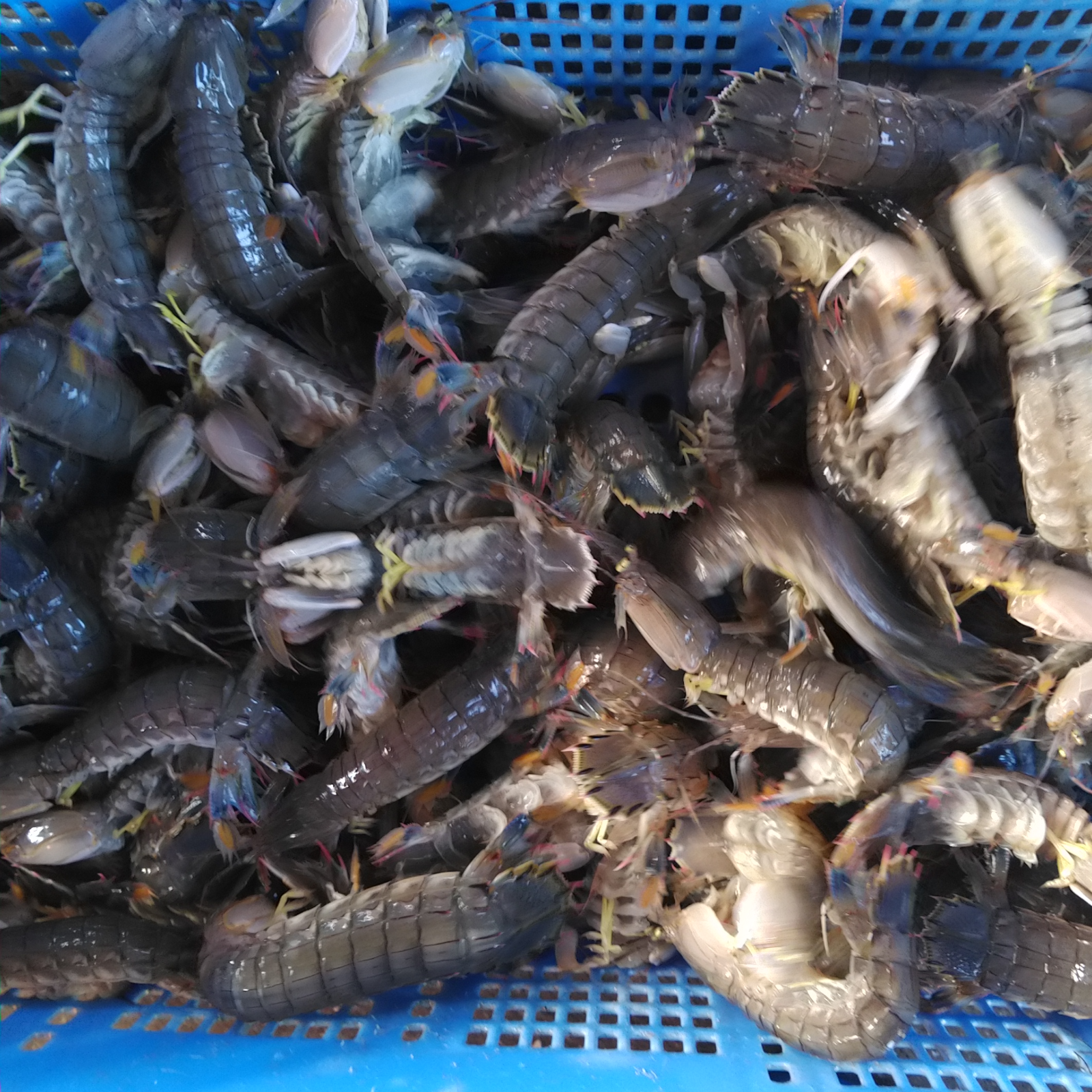 活梱包海水なしタイプ！蝦蛄海老 虾蛄 シャコエビ しゃこえび 2kg