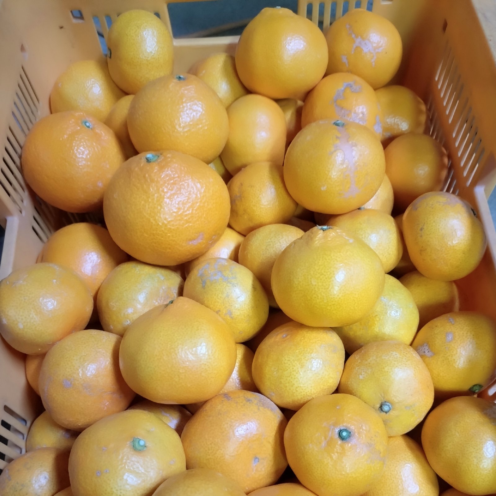 安間農園の三岳みかん🍊【SDGsMIX】 ｜ 果物/温州みかん 産直アウル