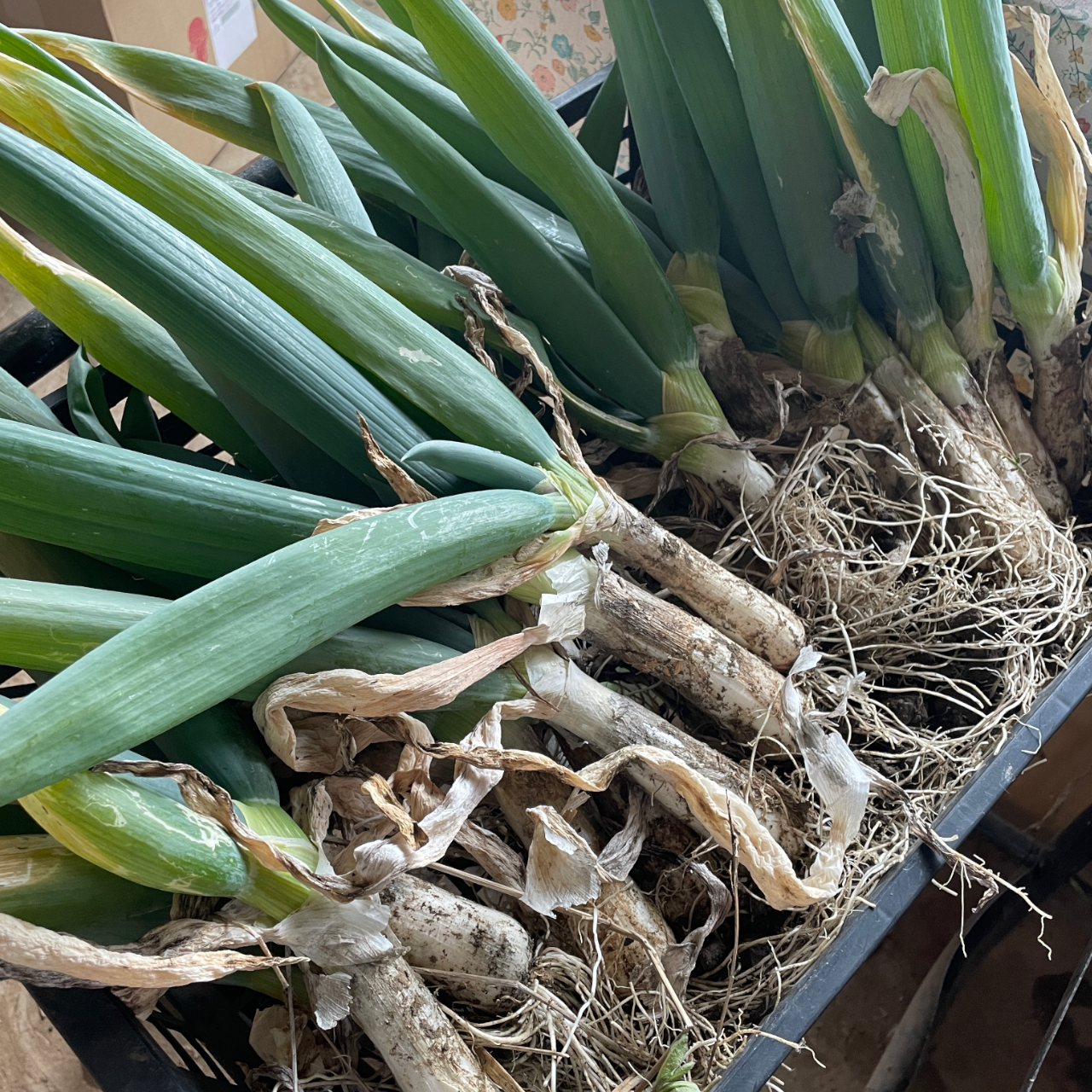 訳ありSサイズ】固定種ネギ『下仁田ネギ』(20本) Sサイズ | 野菜/ねぎ